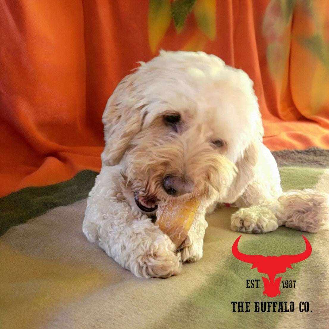 Buffalo Paddywack - Dog Treats chew held by a fluffy white dog, showing a golden-brown, textured natural treat.