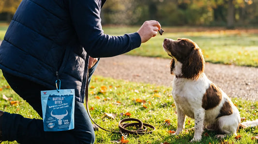 A handler kneeling in a park, seen from behind, offering a single small buffalo lung bite to an attentive spaniel, with a resealable training pouch clipped at the hip.