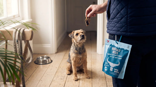 A dog sat squarely on wooden floorboards taking a single small dried buffalo lung bite from a trainer's hand, a resealable treat pouch clipped at the waist during a calm morning training session.