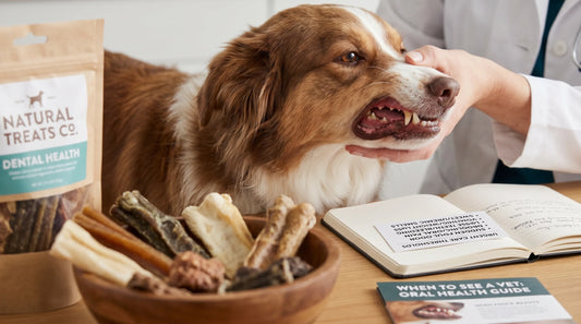 When Is Dog Bad Breath a Red Flag? Symptoms You Shouldn’t Ignore