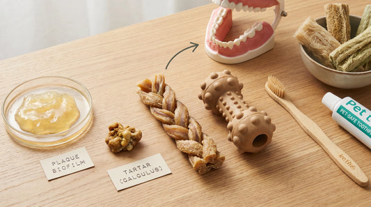 Plaque vs tartar in dogs: what’s causing the smell and how to reduce it