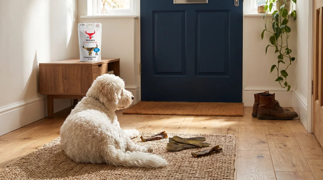 A calm white curly-coated dog rests on a rug in a sunlit hallway by a deep navy front door while home alone, with a pouch of buffalo paddywack treats on a console table behind.