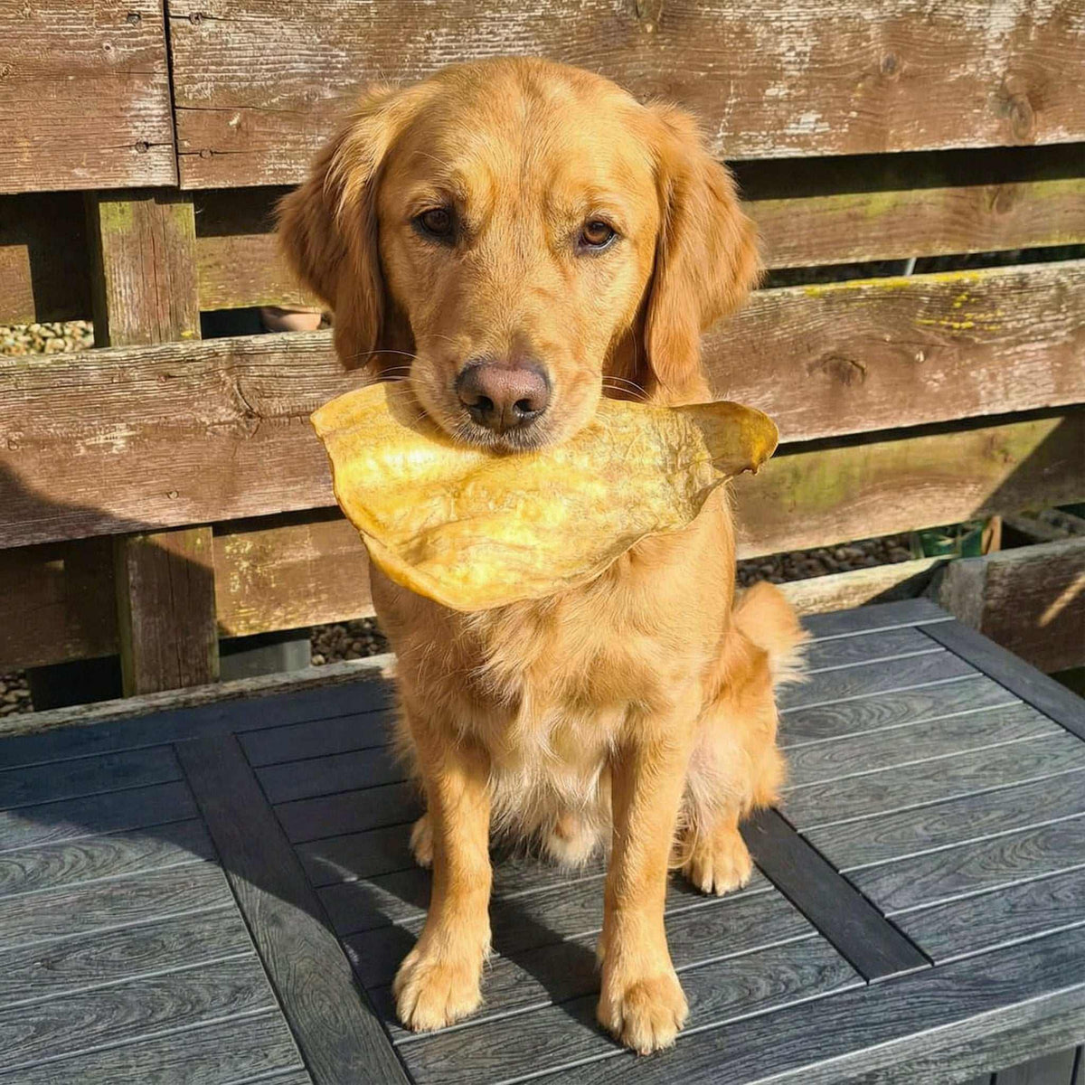 Buffalo Ears - Dog Treats held by a golden dog, showing a large, pale golden, textured natural chew