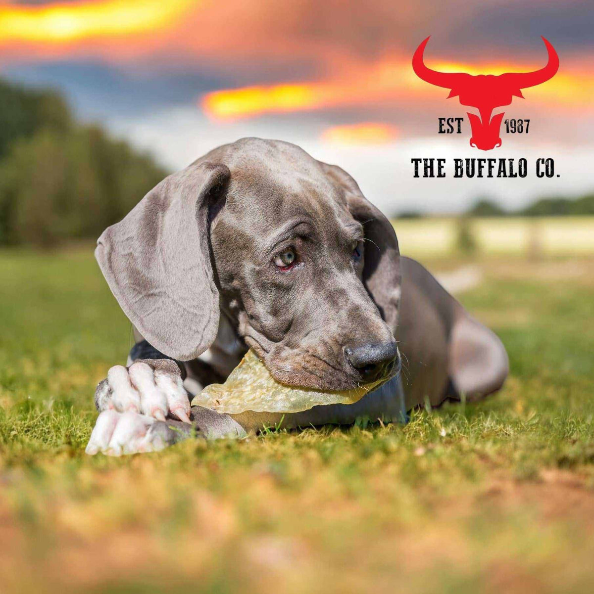 Buffalo Ears - Dog Treats shown as a pale tan natural chew held by a grey puppy with floppy ears