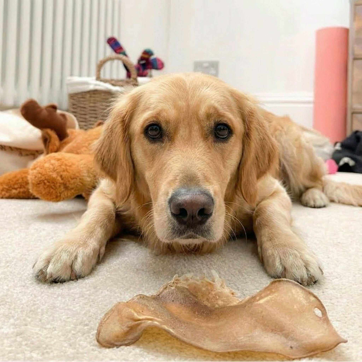 Buffalo Ears - Dog Treats are tan, dried animal ear chews with a natural, wrinkled texture, beside a golden dog.