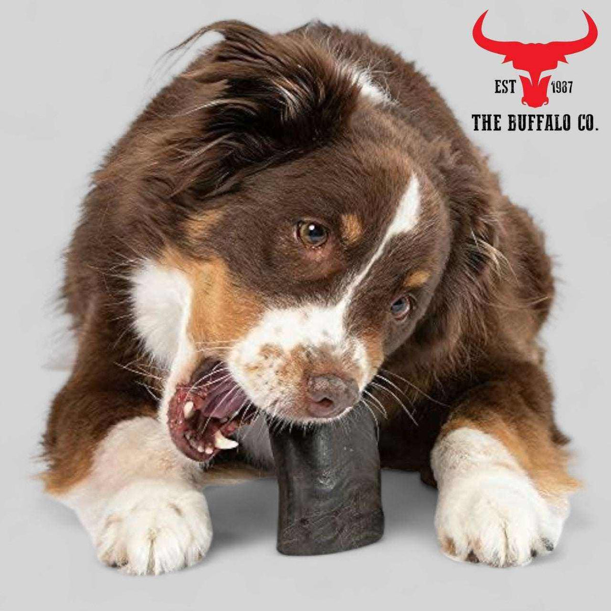 Buffalo Horn-Large natural dark horn chew held by a brown, white and tan dog with a mottled face