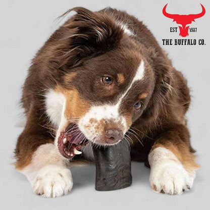 Buffalo Horn-Large natural dark horn chew held by a brown, white and tan dog with a mottled face