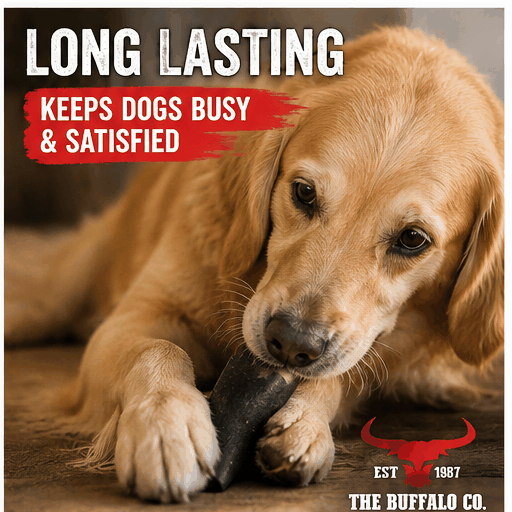 Buffalo Horn-Small natural dark horn dog chew held between a golden dog's paws as it chews