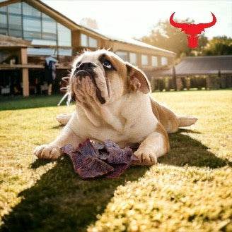 Buffalo Meat Jerky - Dog Treats shown as dark, irregular chewy pieces held between a tan and white bulldog’s paws