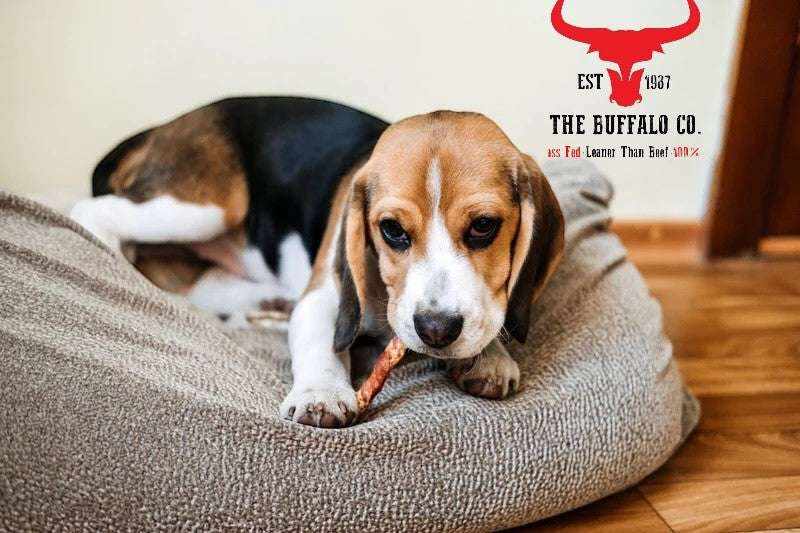 Buffalo Tail - Dog Treats featuring a tricolour beagle chewing a long, reddish-brown natural buffalo tail treat