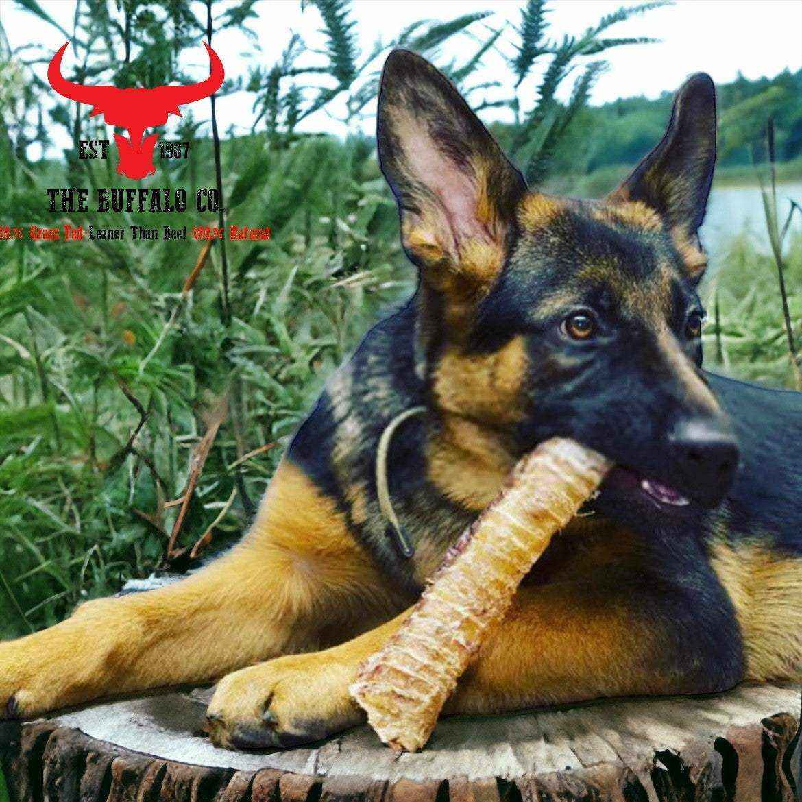 Buffalo Trachea Rounds dog treats, a tan ridged chew held in a German Shepherd’s mouth