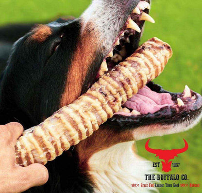 Buffalo Trachea Rounds dog treat, a long tan and brown ridged chew held in front of an open-mouthed dog