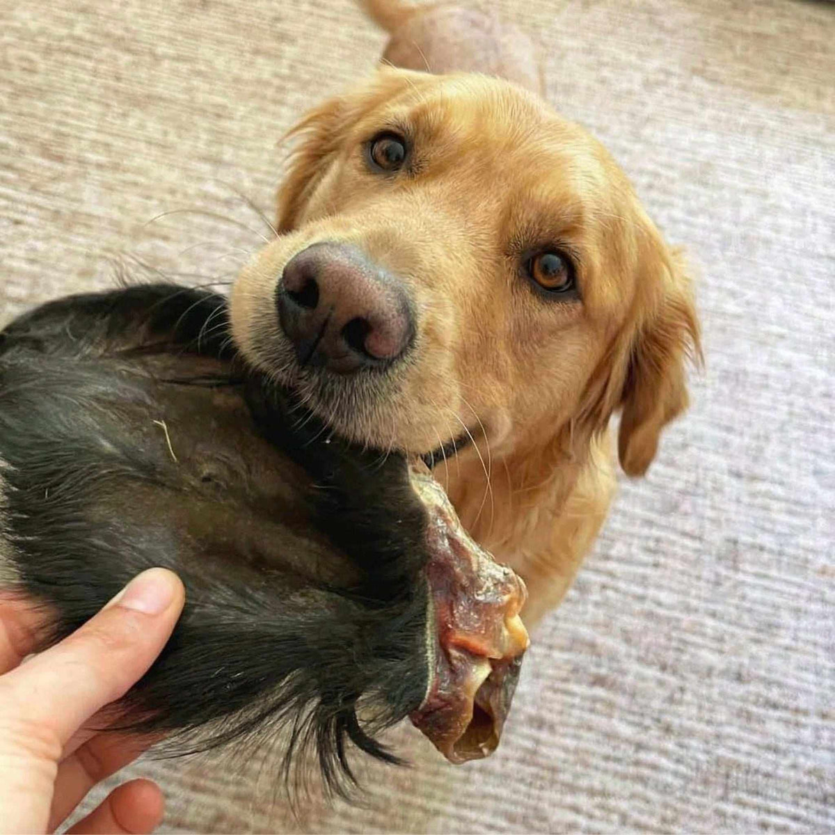 Hairy Buffalo Ears with Meat, a dark furry chew with exposed reddish-brown meat, held by a golden dog