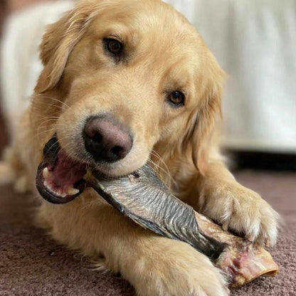Hairy Buffalo Ears with Meat dog chew, a dark grey, wrinkled ear-shaped treat held by a golden dog